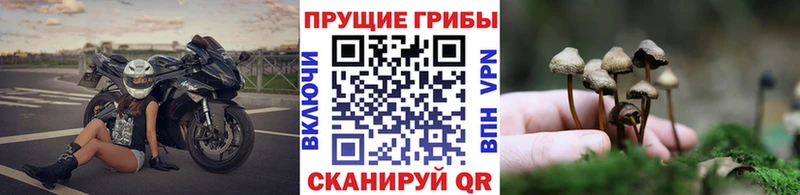 Купить  Окуловка  Псилоцибиновые грибы Cubensis 